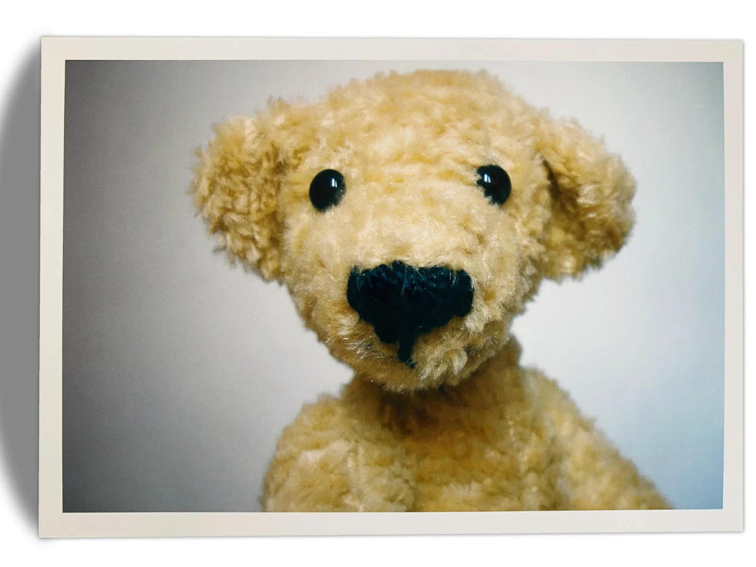 Kuscheltier-Postkarte "Kleine Freunde" - Bär "Julian" - 2.F026