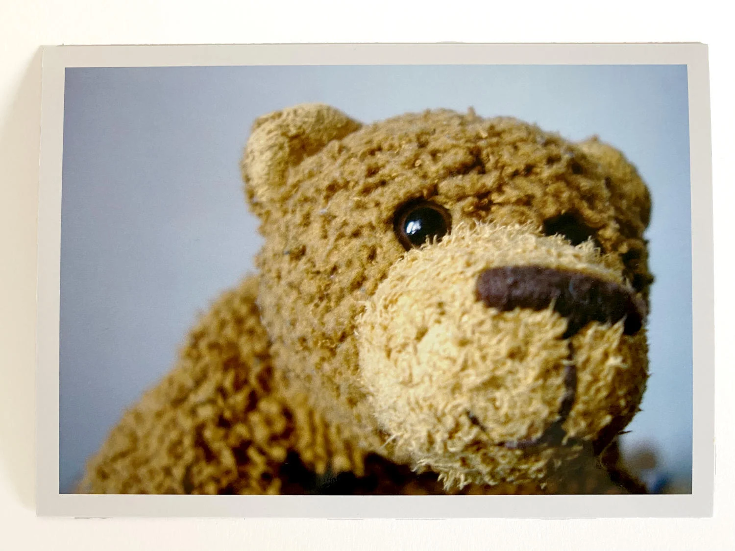 Kuscheltier-Postkarte "Kleine Freunde" - Bär "Auguste"