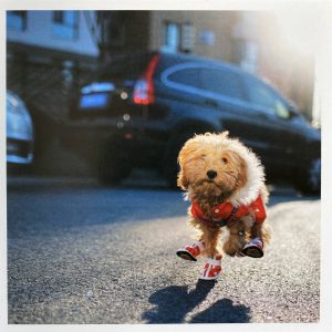 Grußkarte - Bobi Running - Hund mit Turnschuhen - Urban Graphic Studios - 1000 130