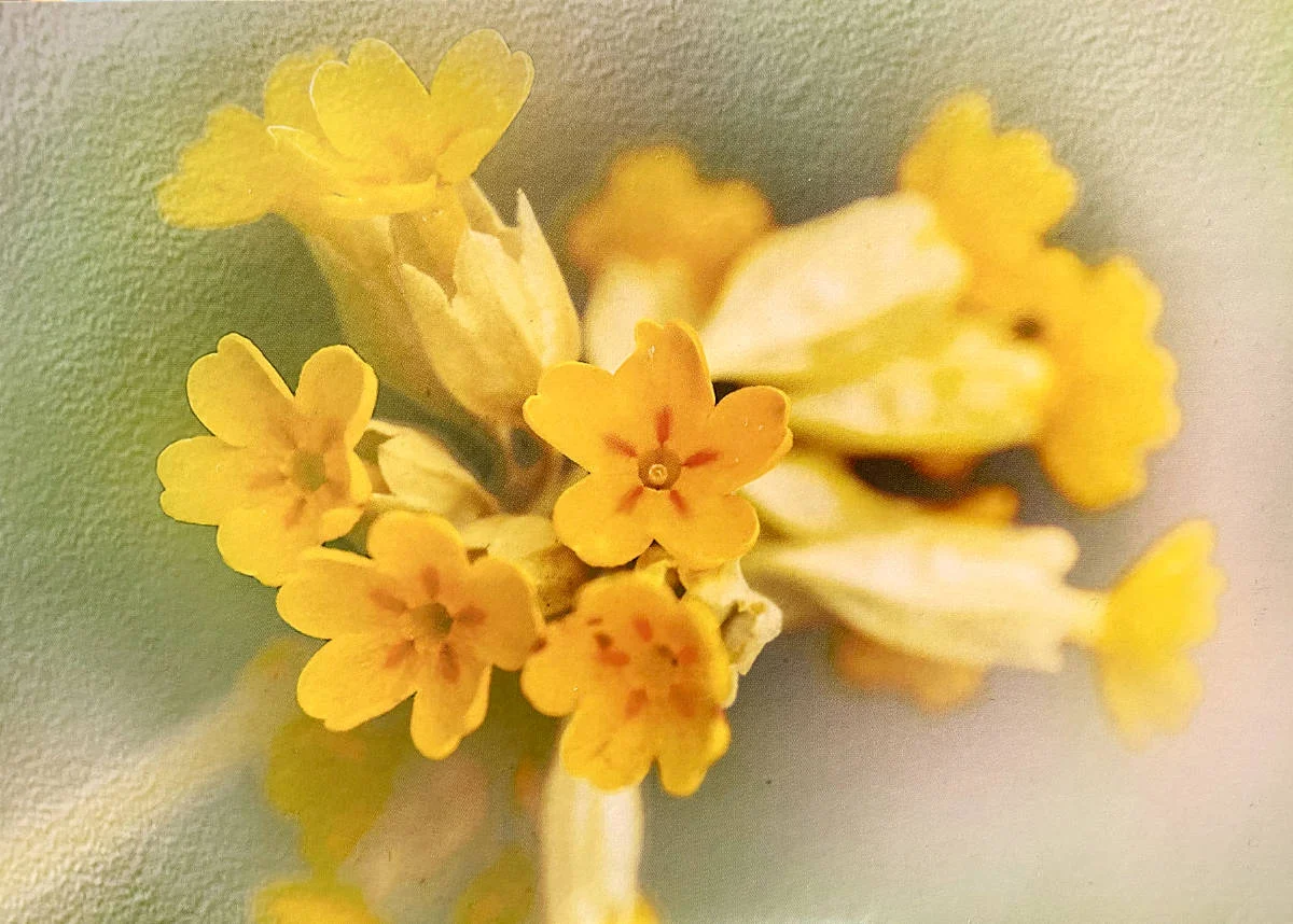 Postkarte - Gelbe Blüten - fotoeigenArt - pk 902