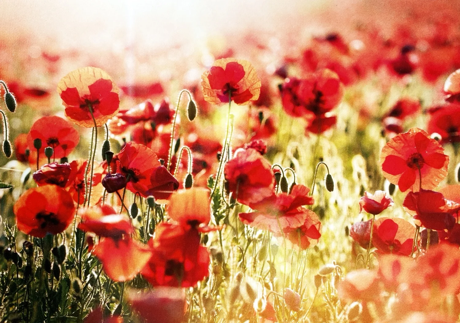 Postkarte - Feld mit Klatschmohn - Gutrath Verlag - MG 1696