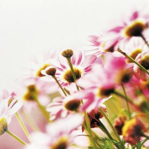 Postkarte - Rosa Blümchen auf der Wiese - Gutrath Verlag - MG 1428