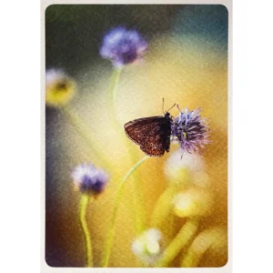 Postkarte - Kurze Pause - Schmetterling - Taurus - PK 6473