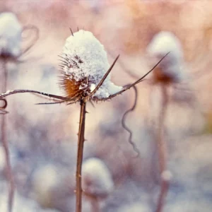 Grußkarte - "Schneezauber" - art & nature