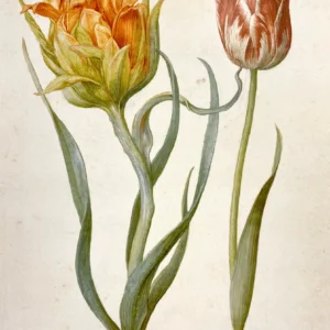 Postkarte - Zwei Tulpen