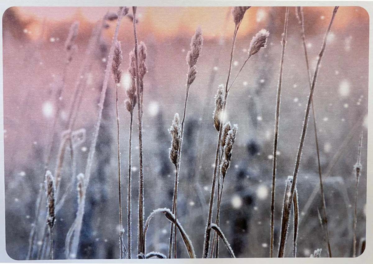 Postkarte - Winterwiese