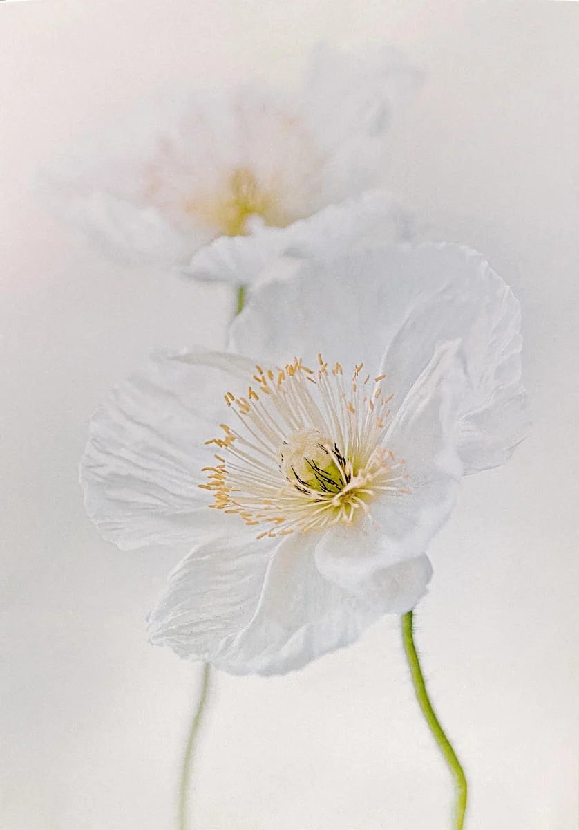 Trauerkarte - Weißer Mohn - mit Einleger: In stillem Gedenken