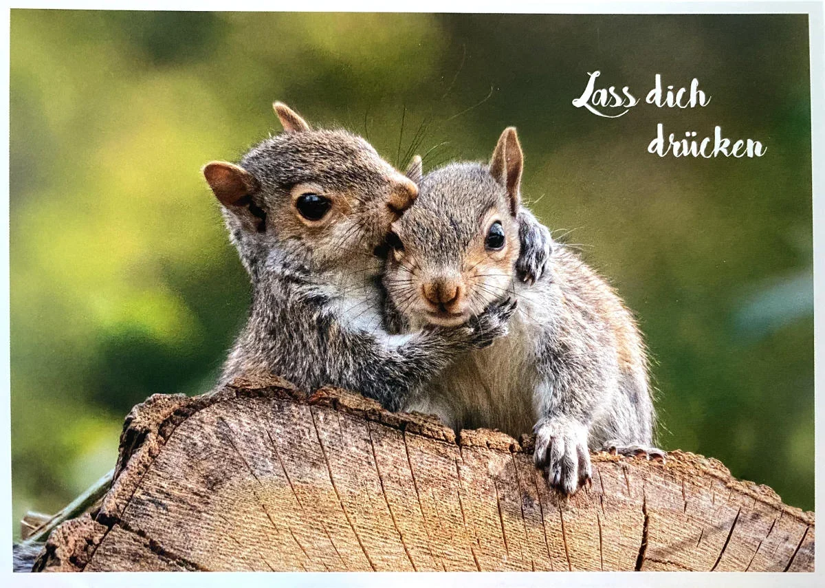 Postkarte - Lass dich drücken - Eichhörnchen - PK7334