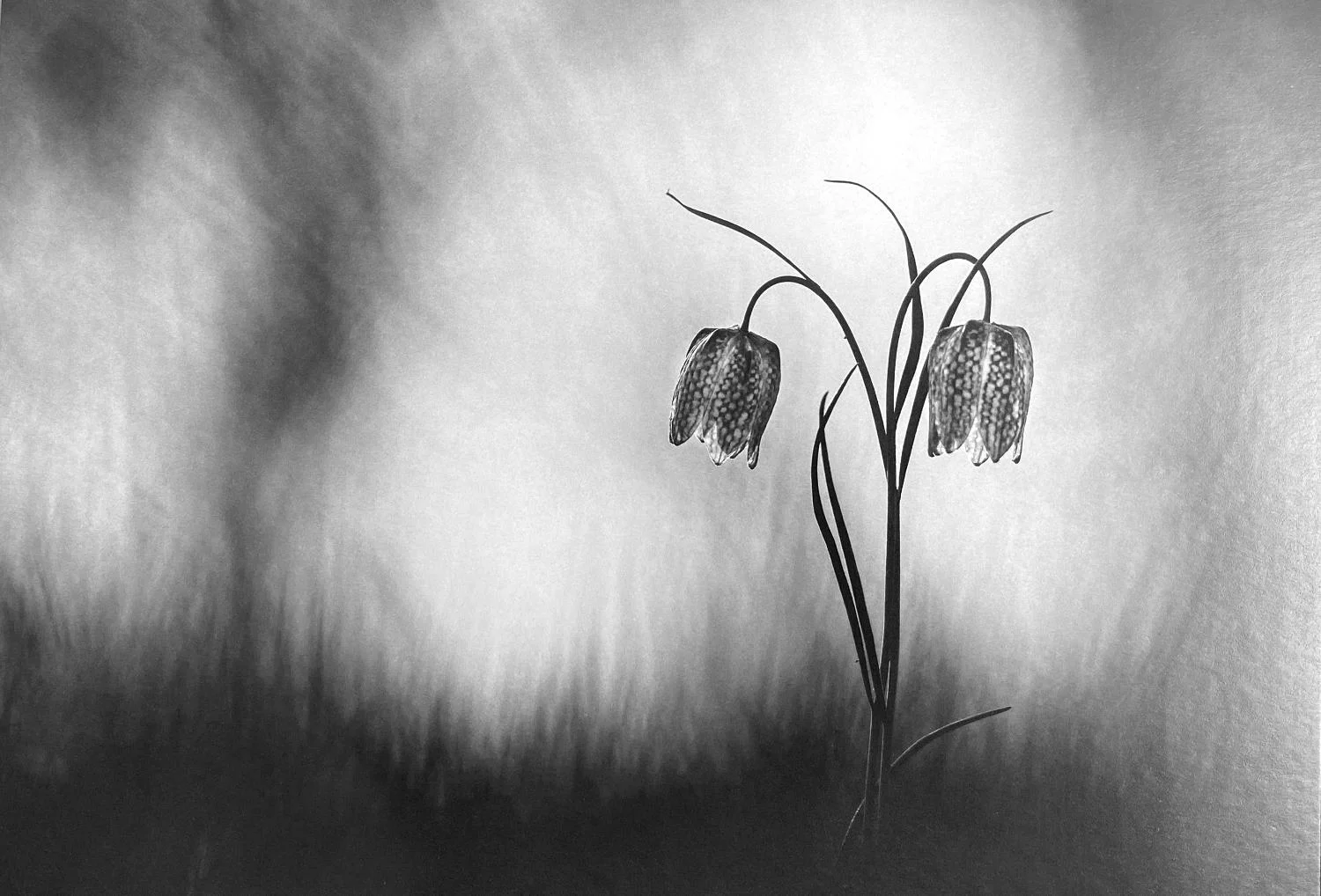 Trauerkarte "Schachbrettblumen im Licht" - art & nature